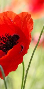 Flowers,Bud,Blur,Smooth,Stamens,Poppy,Field