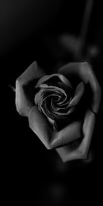 Flowers,Bud,Bw,Rose Flower,Rose,Petals,Close Up,Chb