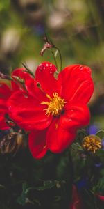 Flowers,Bud,Flower,Petals