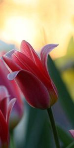 Flowers,Bud,Flowering,Tulips,Bloom