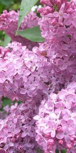 Flowers,Bud,Lilac,Plant