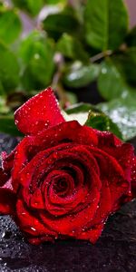 Flowers,Bud,Moisture,Drops,Rose Flower,Rose,Petals,Flower