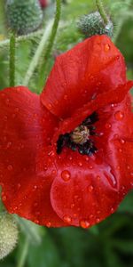 Flowers,Bud,Poppy,Drops,Flower