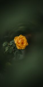 Flowers,Bud,Rose,Rose Flower,Blur,Smooth,Garden