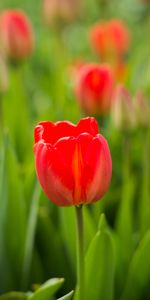 Flowers,Bud,Tulip,Flower