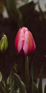 Flowers,Bud,Tulip,Stem,Stalk,Leaves,Drops