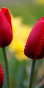 Flowers,Bud,Tulips,Drops