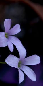 Flowers,Buds,Lilac,Petals