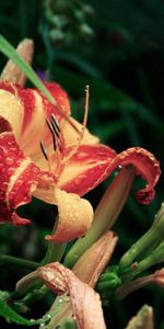 Flores,Verduras,Drops,Flor,Brotes,Lirio,Azucena,Cogollos