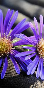 Flowers,Buds,Petals