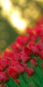 Flowers,Buds,Stem,Stalk,Tulips