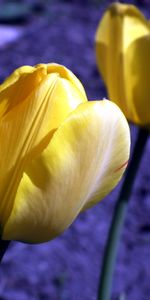 Flowers,Buds,Tulip