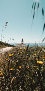 Flowers,Building,Lighthouse,Wildflowers,Nature