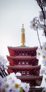 Flowers,Building,Miscellanea,Pagoda,Sakura,Miscellaneous,Temple