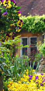 Imeuble,Bâtiment,Nature,Fleurs