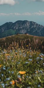 Flowers,Building,Rocks,Hills,Wildflowers,Nature