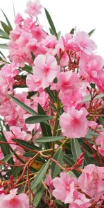 Flowers,Bush,Apocynaceae