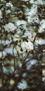 Fleurs,Plante,Planter,Azalée,Buisson