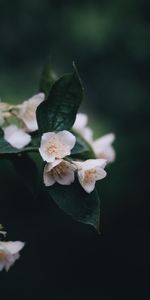 Flowers,Bush,Bloom,Flowering,Dark,Spring