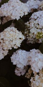 Buissons,Fleurs,Floraison,Hortensia