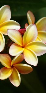 Flowers,Bush,Blur,Smooth,Plumeria,Leaves