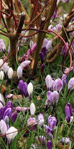 Flowers,Bush,Branches,Crocuses,Spring