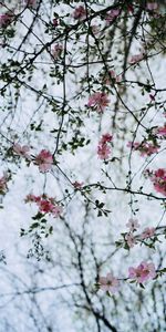 Branches,Fleur,Buisson,Fleurs,Floraison