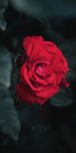 Flowers,Bush,Bud,Blur,Smooth,Leaves,Rose Flower,Rose,Garden