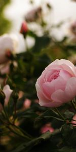 Flowers,Bush,Buds,Roses,Greens,Leaves,Garden