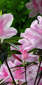 Gros Plan,Légumes Verts,Rhododendron,Fleurs,Fermer,Verdure,Floraison,Buisson