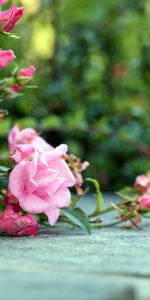 Flowers,Bush,Concrete,Roses