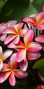 Flowers,Bush,Delicate,Gentle,Plumeria,Leaves