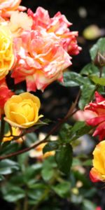 Flowers,Bush,Disbanded,Loose,Buds,Roses,Bright