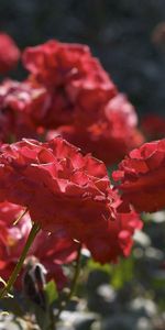 Lâche,Démantelé,Fleurs,Buisson,Roses,Jardin