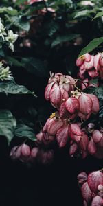 Flowers,Bush,Elegant,Drops