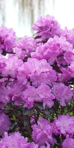 Flowers,Bush,Flowering,Azalea,Lilac,Bloom