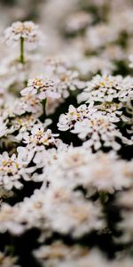 Flowers,Bush,Flowering,Bloom