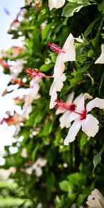 Flowers,Bush,Flowering,Bloom,Flower,Hibiscus