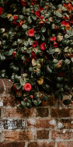 Flowers,Bush,Flowering,Camellia,Bloom,Wall