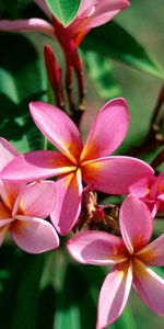 Flowers,Bush,Flowering,Greens,Sharpness,Plumeria,Bloom