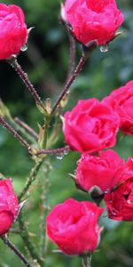 Flowers,Bush,Freshness,Thorns,Spikes,Roses,Drops,Rain