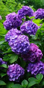 Flowers,Bush,Greens,Flowering,Bloom,Garden,Hydrangea