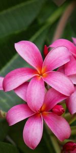 Flowers,Bush,Greens,Plumeria,Close Up