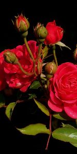 Flowers,Bush,Greens,Roses,Leaves,Buds,Spray