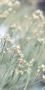 Flowers,Bush,Grey,Dry,Herbs,Herbage,Nature,Plants