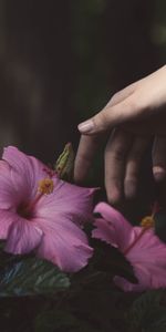 Flowers,Bush,Hand