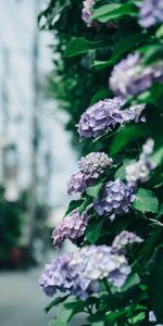 Flowers,Bush,Leaves,Hydrangea