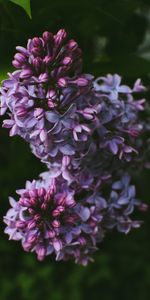 Flowers,Bush,Lilac