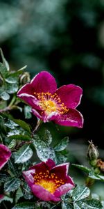 Humidité,Fleurs,Buisson