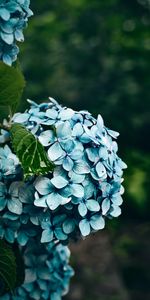 Flowers,Bush,Petals,Hydrangea